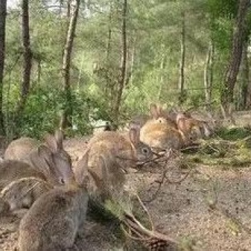 杂交比利时种兔1~2kg以下场直发支持视频看货生长周期快