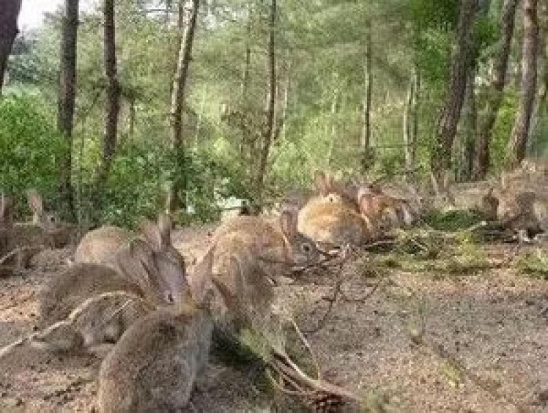 杂交比利时种兔1~2kg以下场直发支持视频看货生长周期快