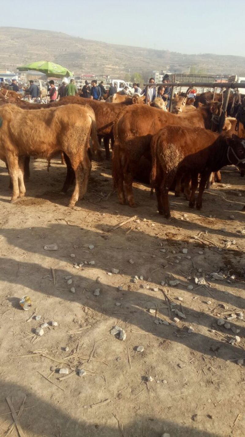 鲁西黄牛犊100~200kg