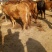 鲁西黄牛犊100~200kg