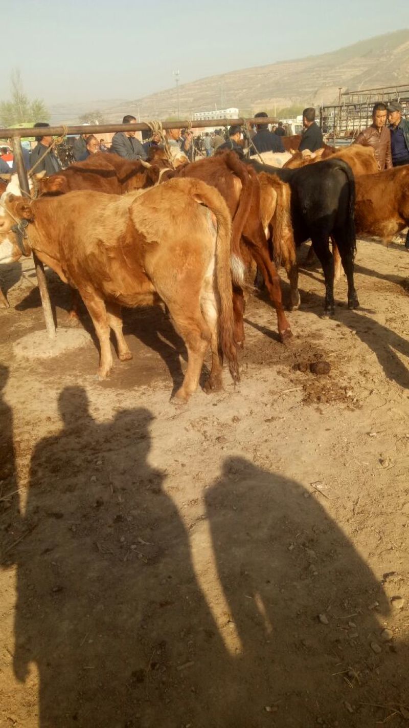 鲁西黄牛犊100~200kg