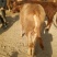 鲁西黄牛犊100~200kg