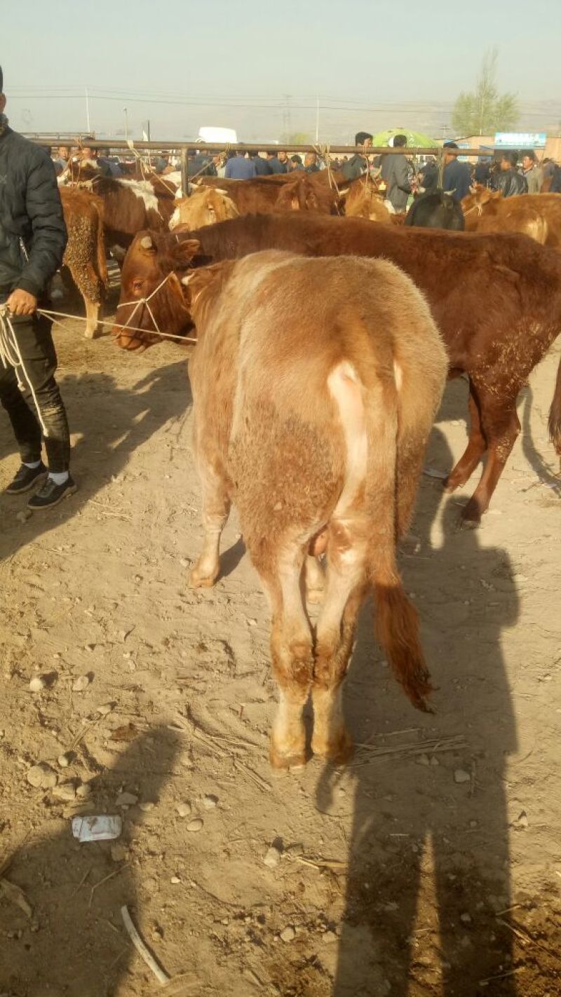 鲁西黄牛犊100~200kg