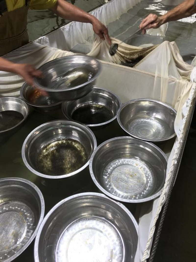 异育银鲫中科三号鲫鱼水花包质包量包安全送达