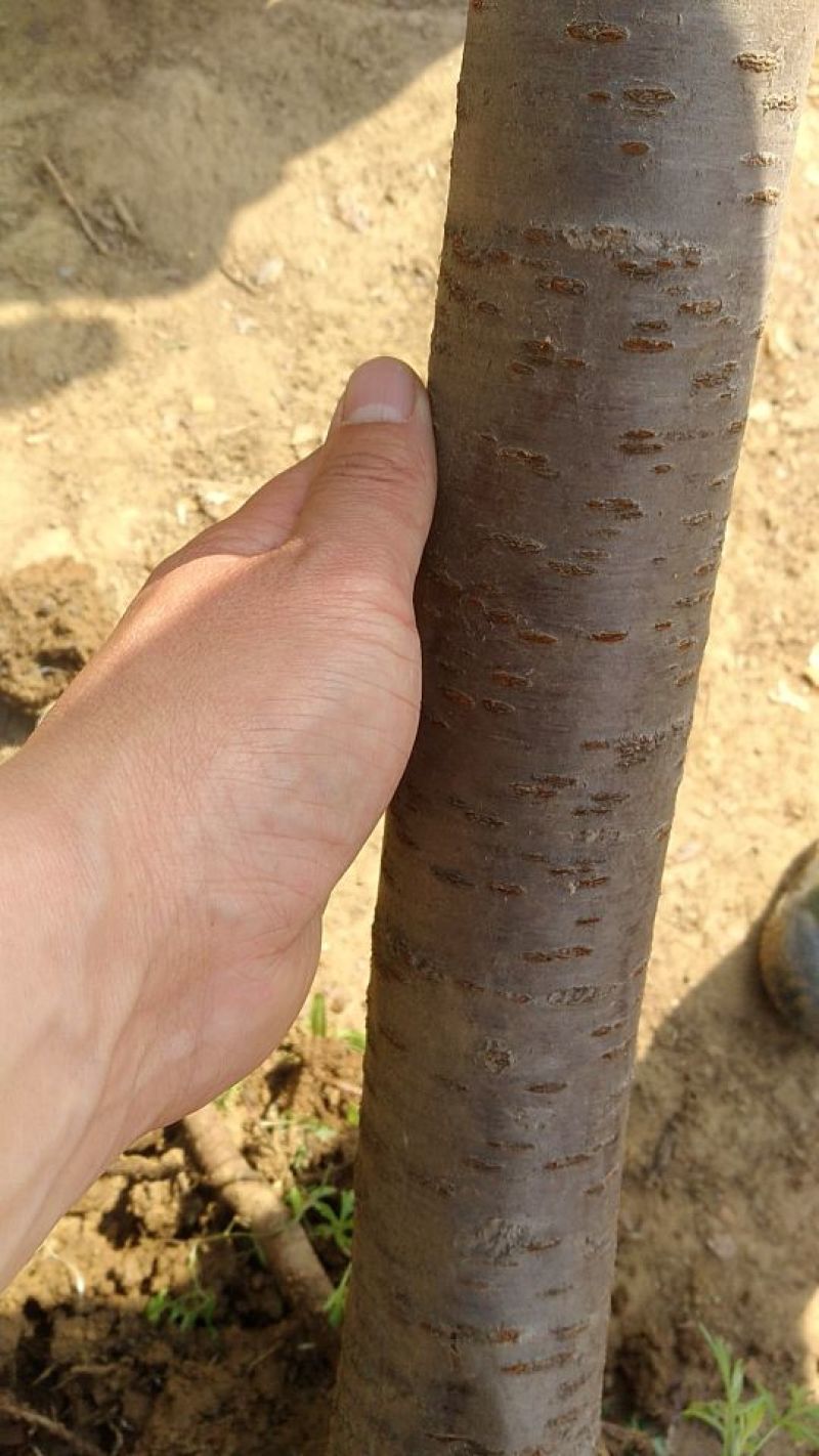 樱桃树苗2年80cm以上