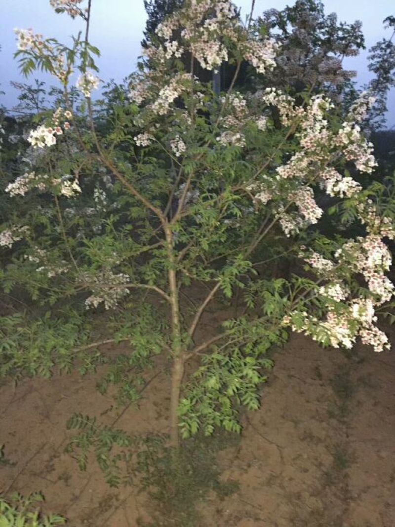 山西1--2年文冠果苗耐寒耐旱精品品质量大优选
