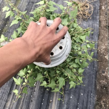 常春藤盆花含盆30cm以下