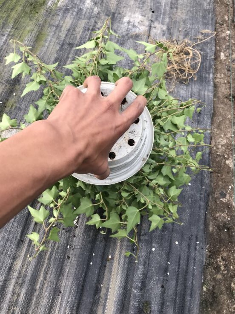 常春藤盆花含盆30cm以下
