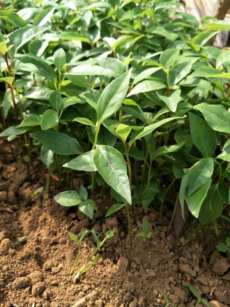 樟树苗10cm以上的
