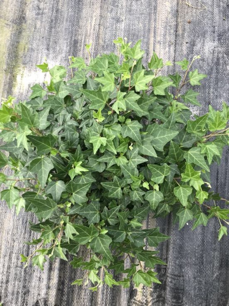常春藤盆花含盆30cm以下