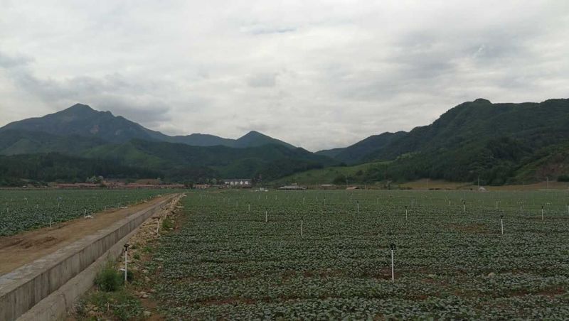 迟菜心15~20cm