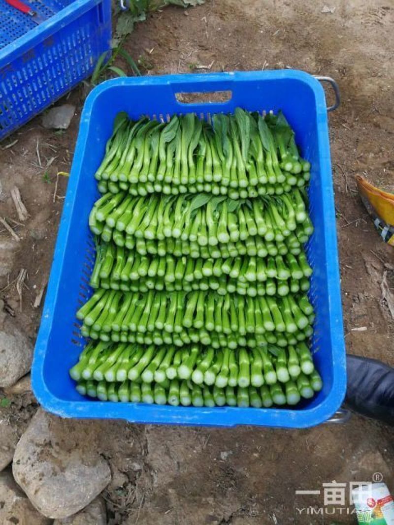 迟菜心15~20cm