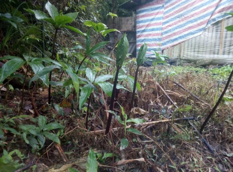 滇重楼苗2年苗处理中包邮