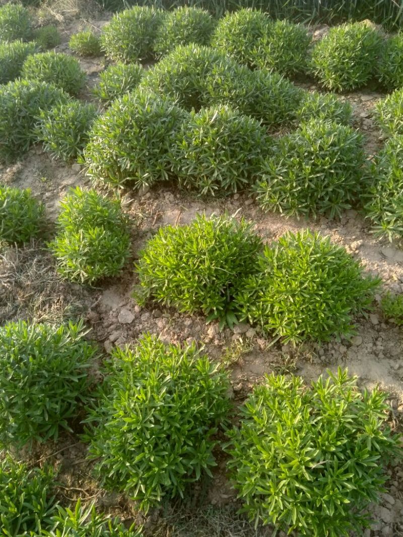 救心菜苗养心菜救心菜费菜大苗