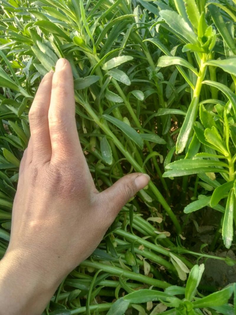 救心菜苗养心菜救心菜费菜大苗
