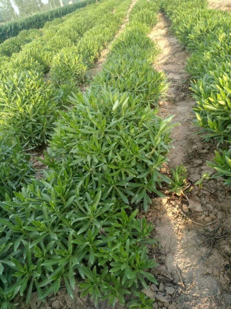 救心菜苗养心菜救心菜费菜大苗