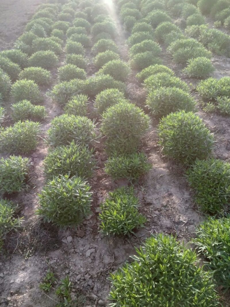 救心菜苗养心菜救心菜费菜大苗