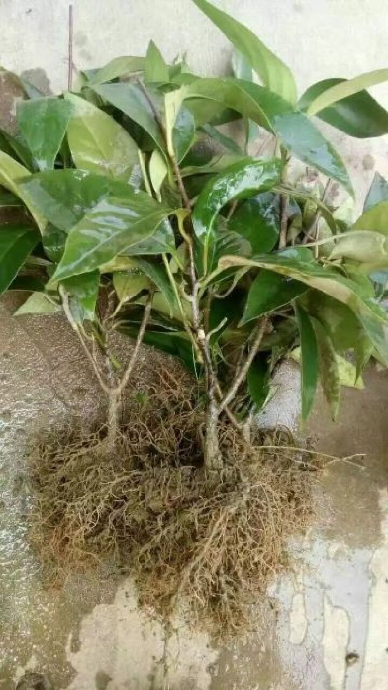 黑老虎果树苗布福娜树苗血藤果苗30~50cm