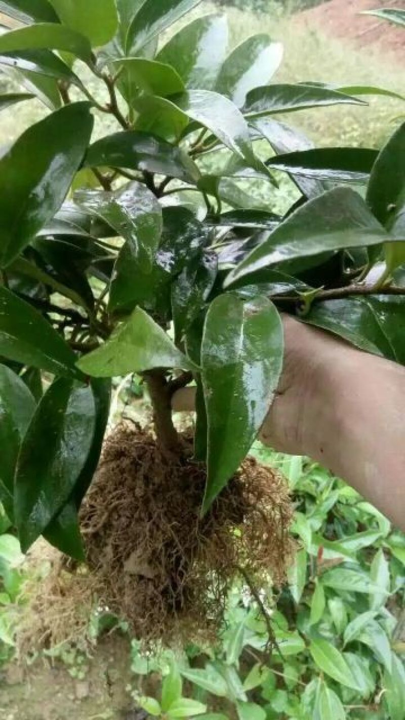 黑老虎果树苗布福娜树苗血藤果苗30~50cm