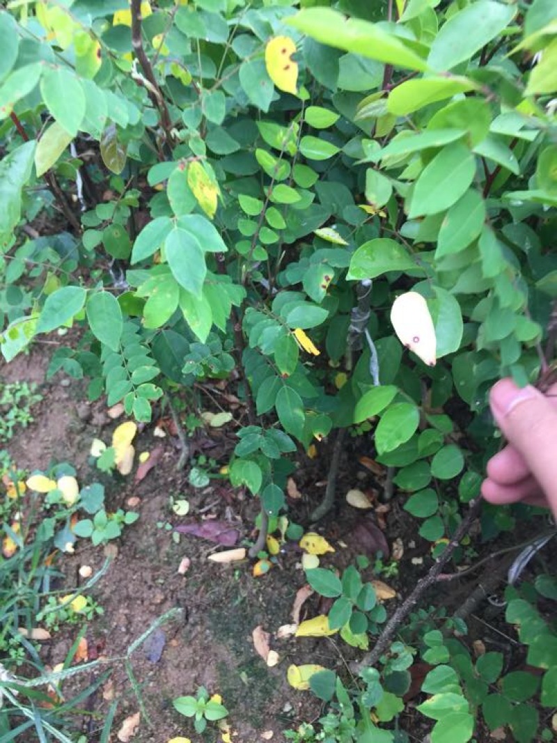 杨桃苗