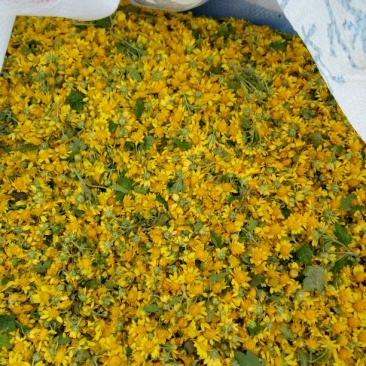 本公司常年购销各种野生菊花