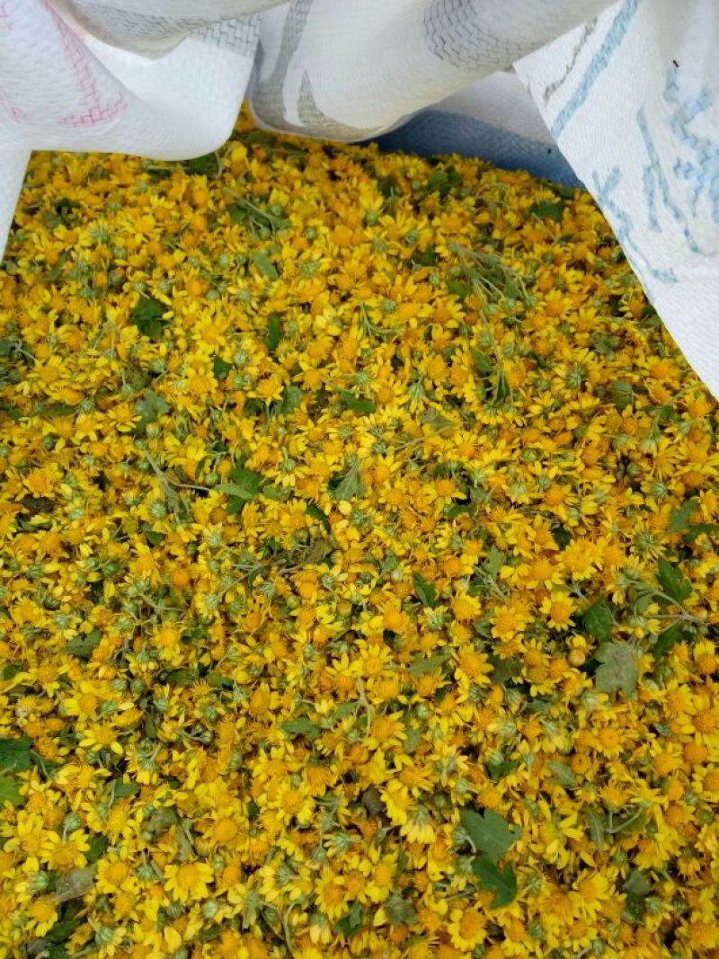 本公司常年购销各种野生菊花