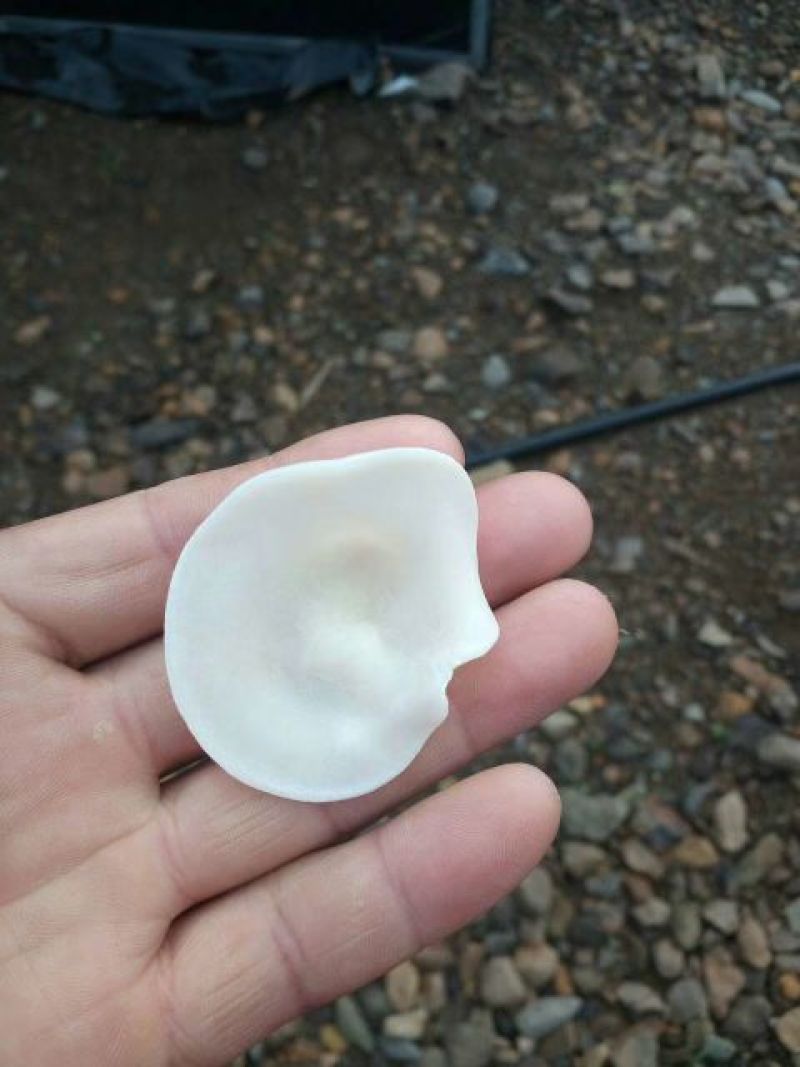 玉木耳基地一手货源玉木耳一级