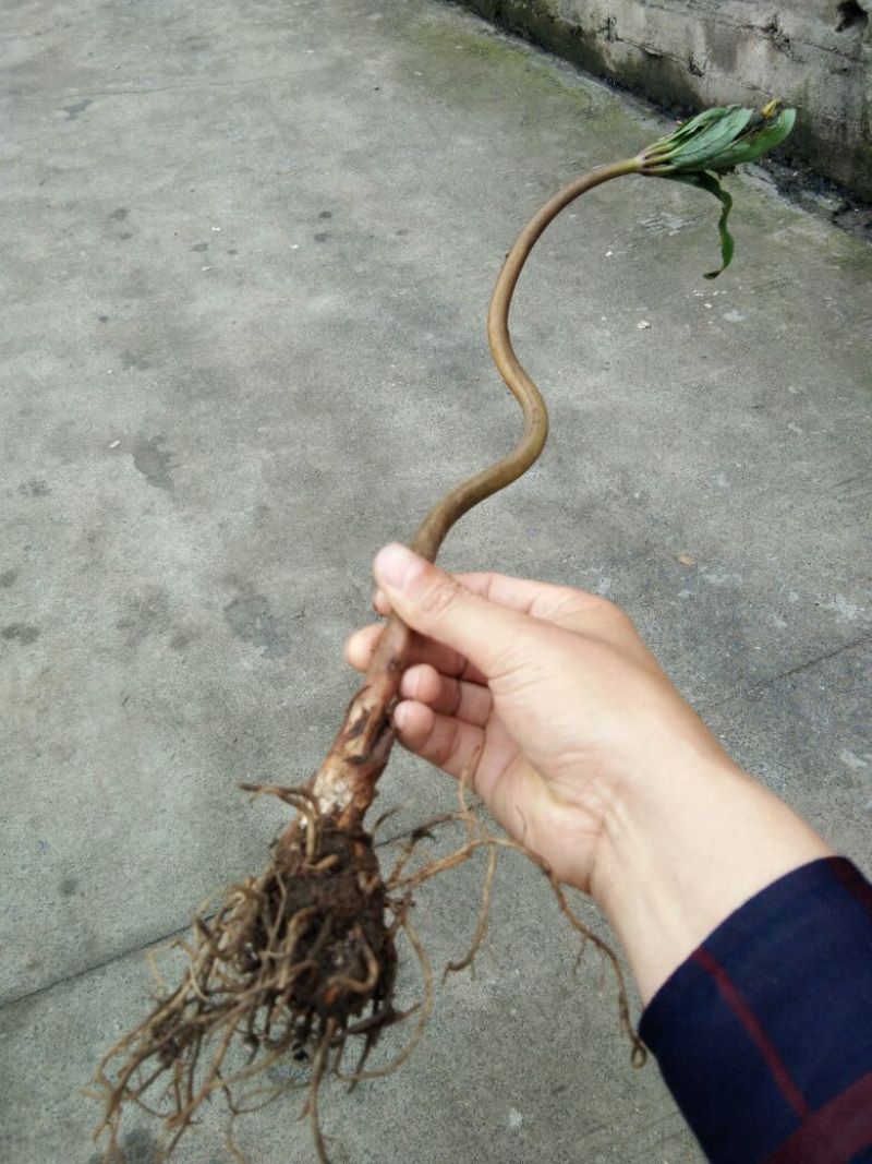 优质粉重楼苗/产地直销/货源充足/5年苗