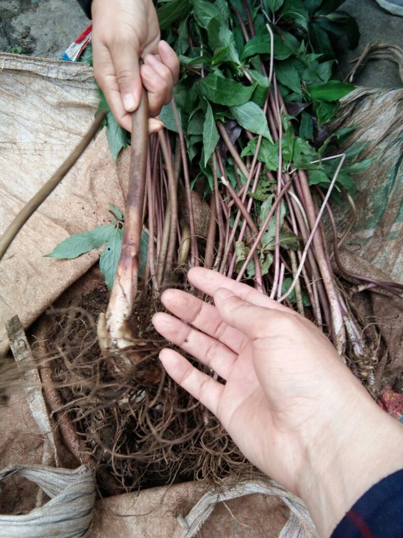 优质粉重楼苗/产地直销/货源充足/5年苗