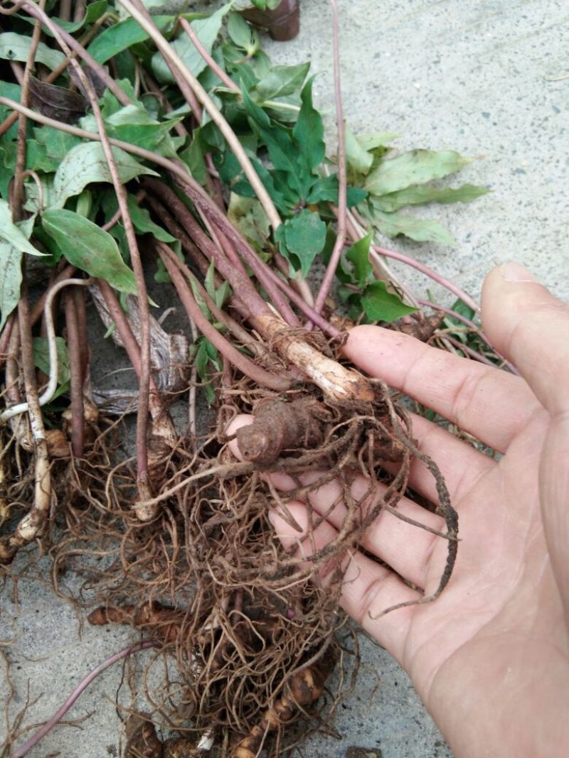 优质粉重楼苗/产地直销/货源充足/5年苗