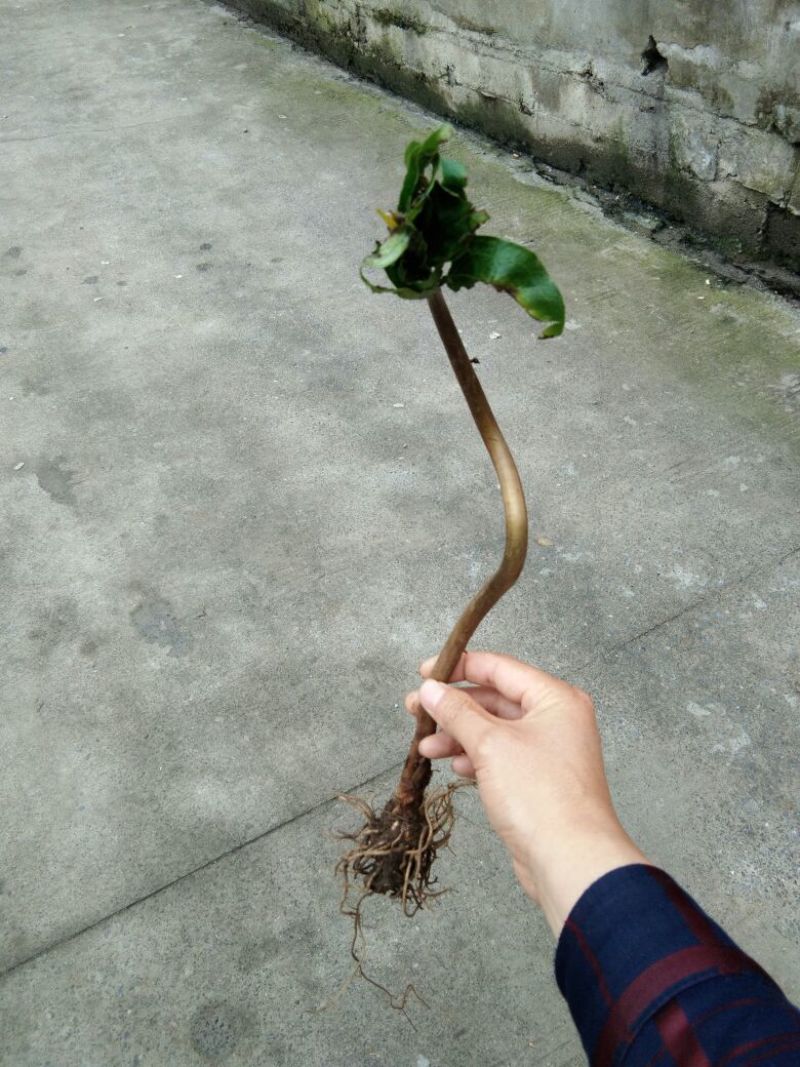 优质粉重楼苗/产地直销/货源充足/5年苗