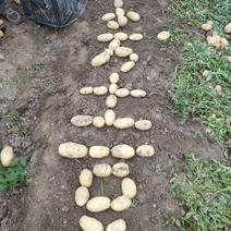荷兰十五土豆
