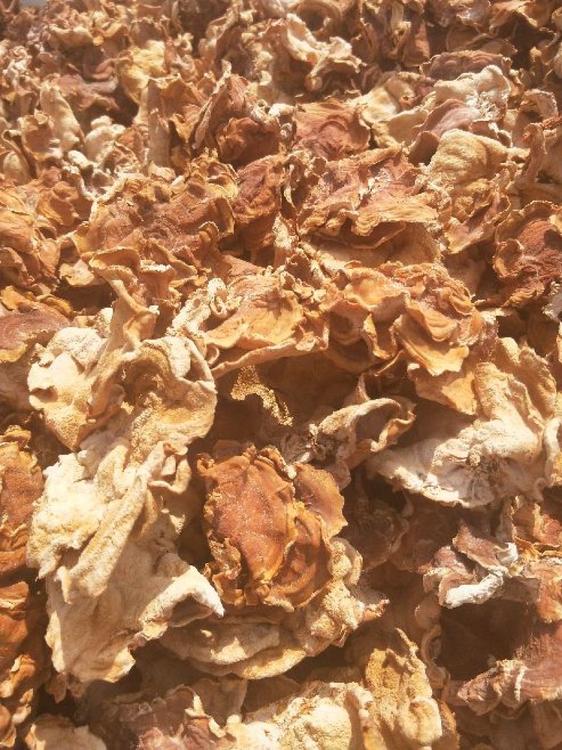 榆耳足干榆耳，种植场直发干榆耳，优质榆耳产地
