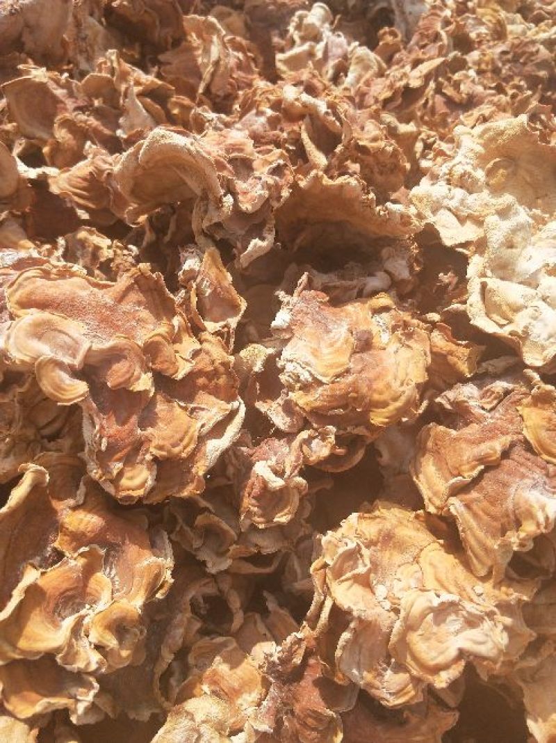 榆耳足干榆耳，种植场直发干榆耳，优质榆耳产地