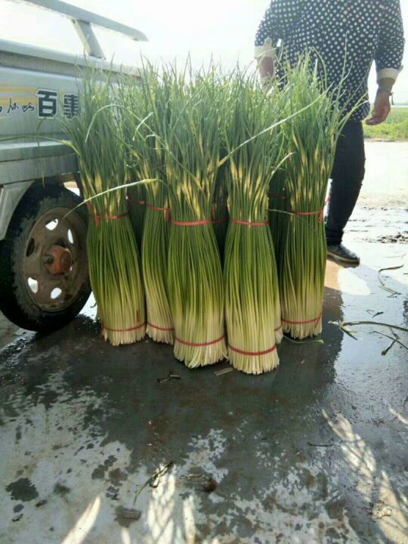 丰沛县产区新鲜白帽蒜苔万亩基地蒜薹直销诚信代办上货快