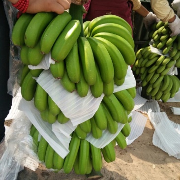 威廉斯香蕉七成熟