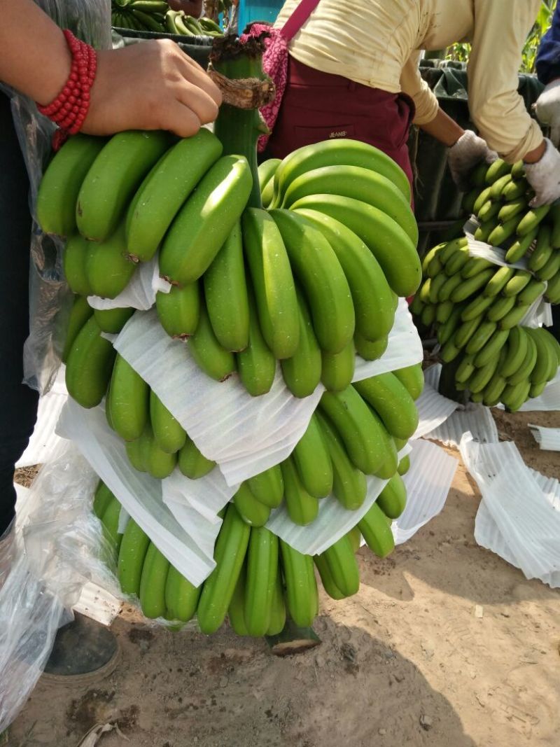 威廉斯香蕉七成熟