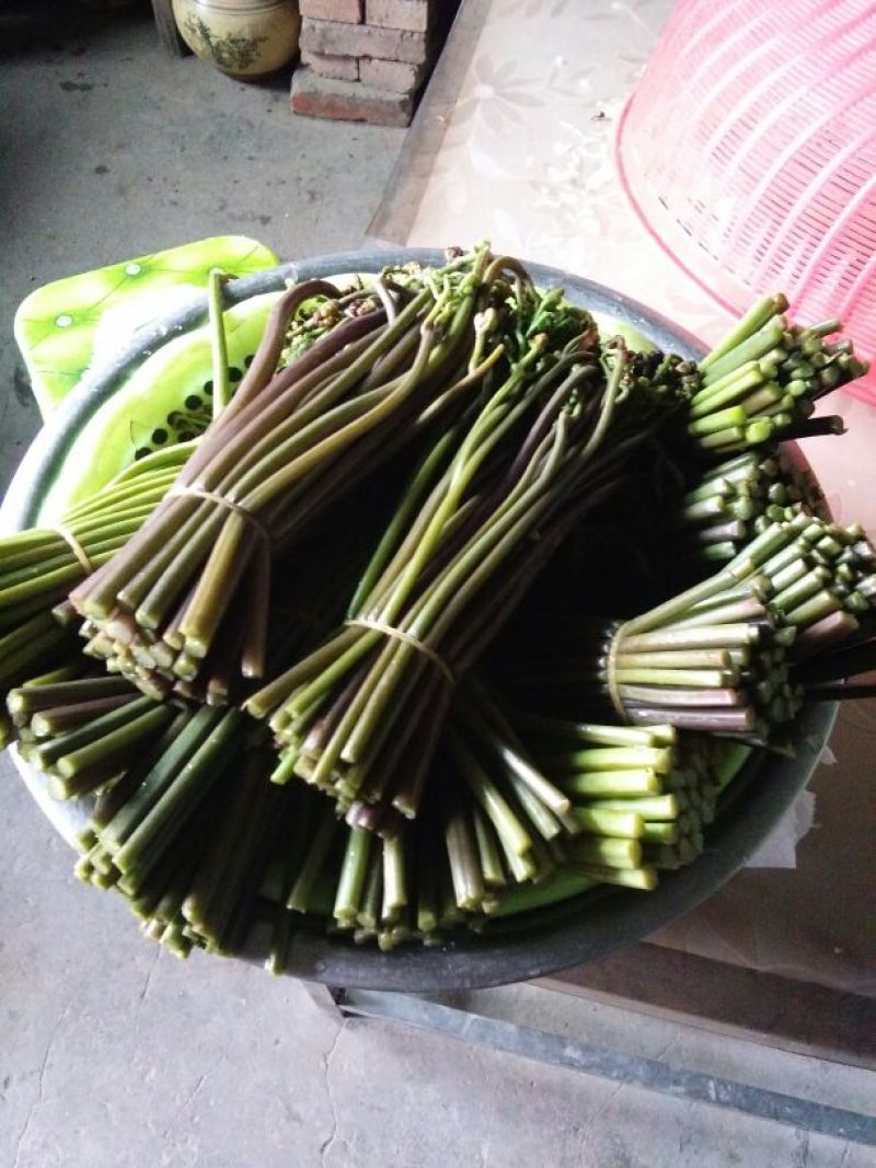 蕨菜，高山纯野生蕨菜，嫩度好，颜色好