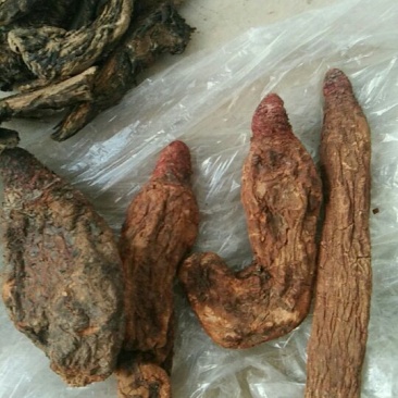 锁阳统货
