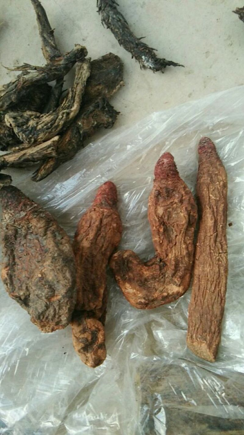 锁阳统货