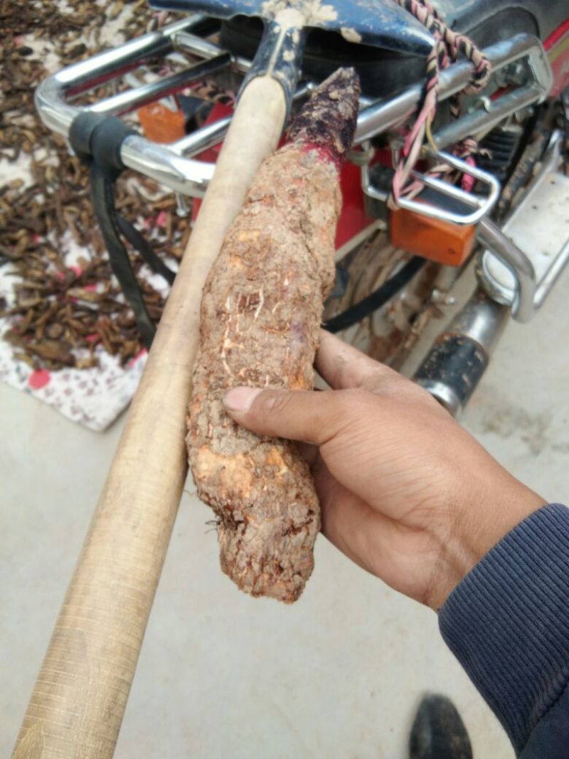 锁阳统货