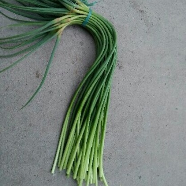 杂交蒜薹通货60~70cm