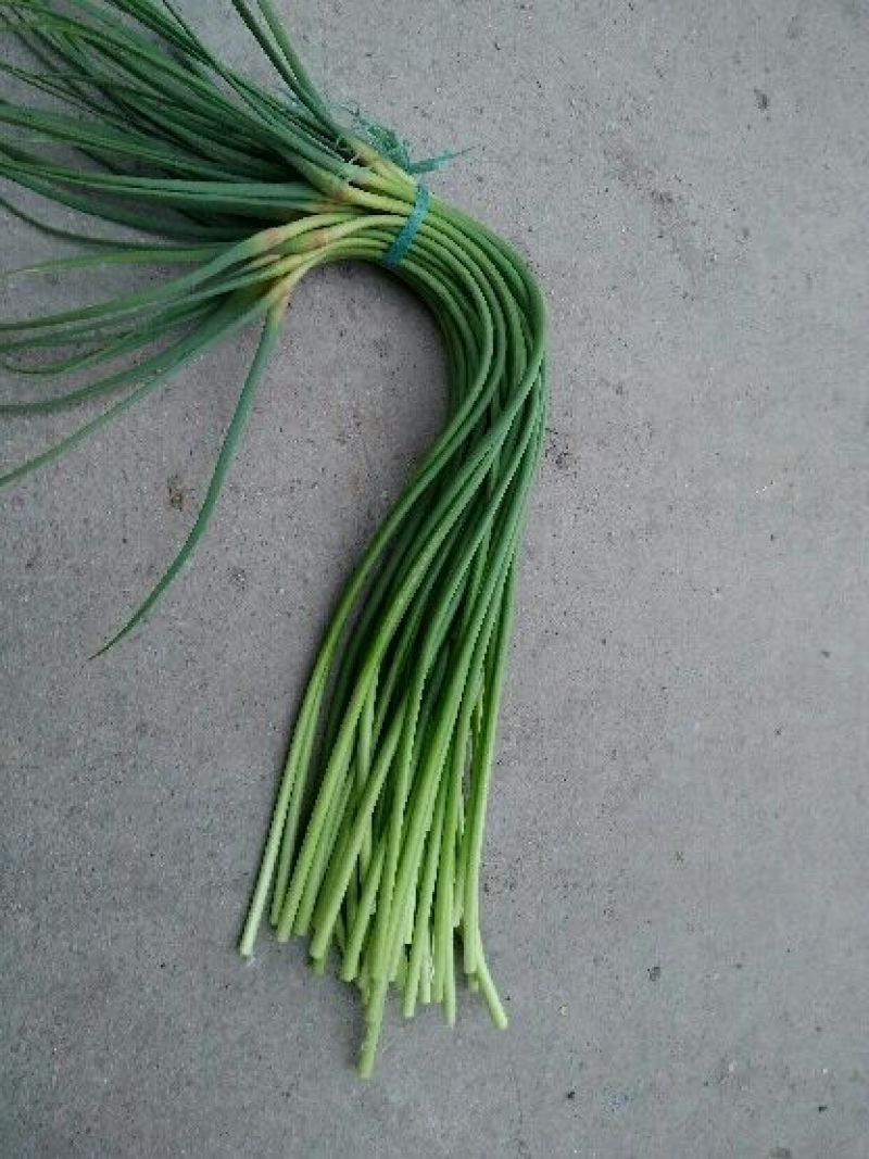 杂交蒜薹通货60~70cm