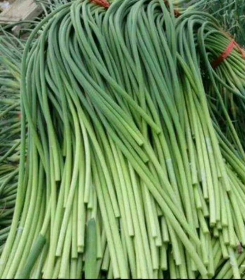 杂交蒜薹通货60~70cm