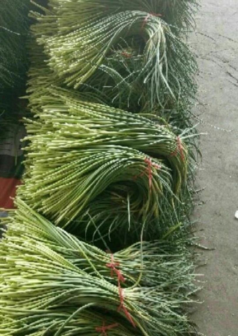 杂交蒜薹通货60~70cm