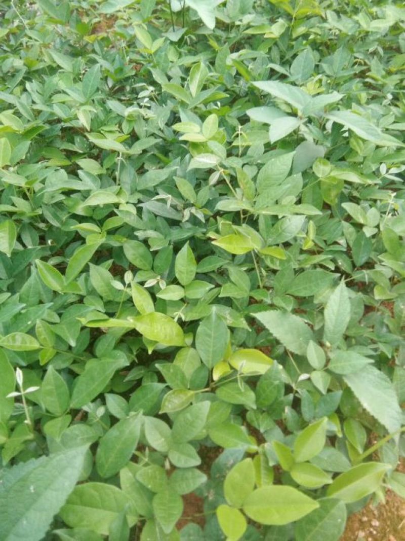 广西牛大力暑苗中小叶牛大力苗南方种植苗