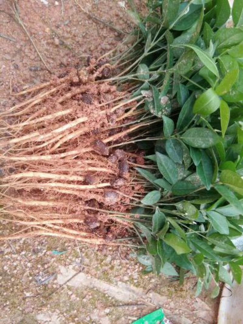 广西牛大力暑苗中小叶牛大力苗南方种植苗