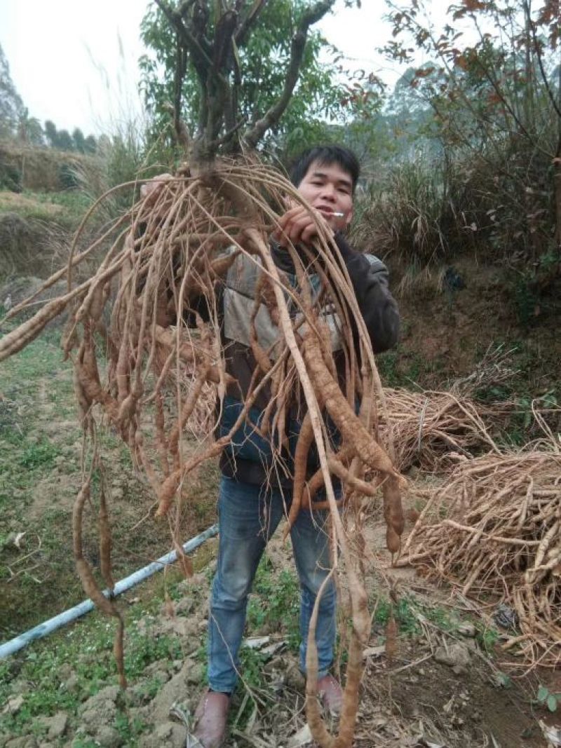 广西牛大力暑苗中小叶牛大力苗南方种植苗