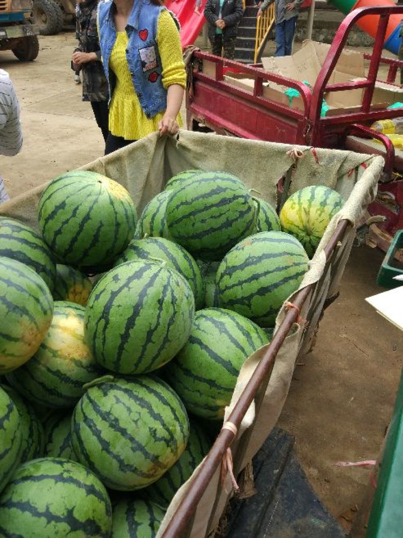 西瓜8斤打底7成熟1茬
