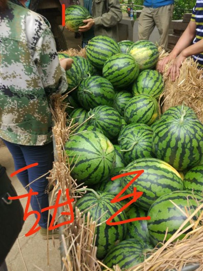 西瓜8斤打底7成熟1茬